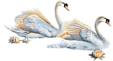 Les cygnes arc en ciels