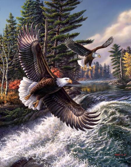 Les Aigles à têtes blanches