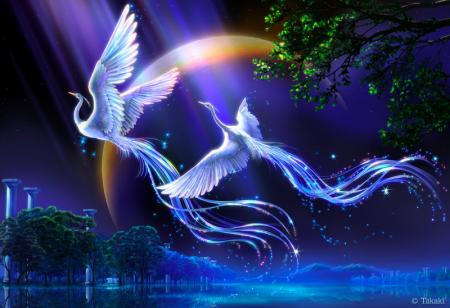 Oiseaux du Paradis